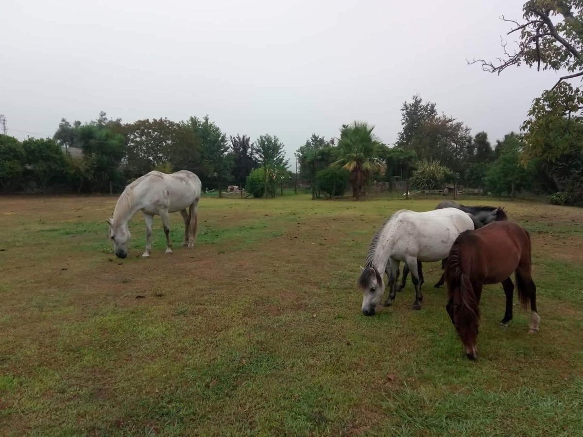 Casa De Sta Comba Βίλα Barcelos Εξωτερικό φωτογραφία